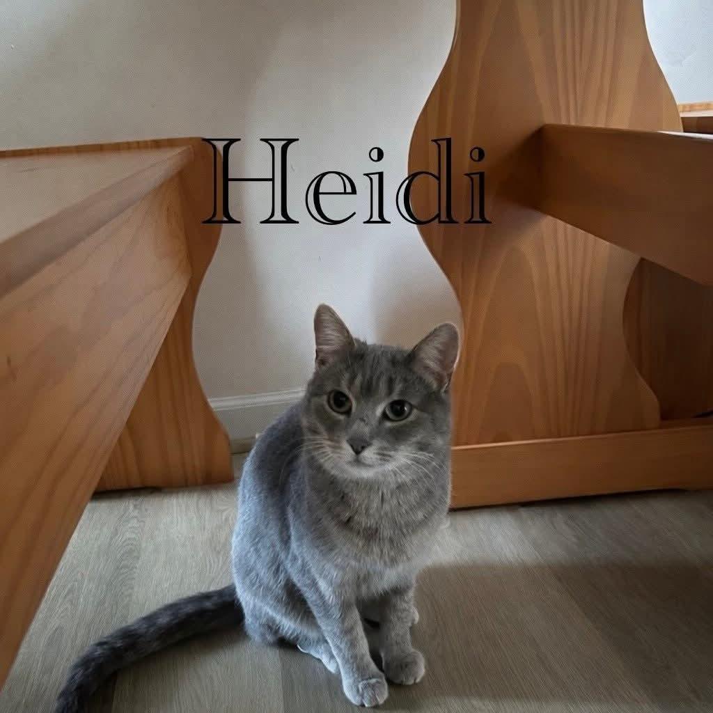 Enlarge Heidi, a Adoptable Domestic Short Hair in Ringtown, PA image 3/3