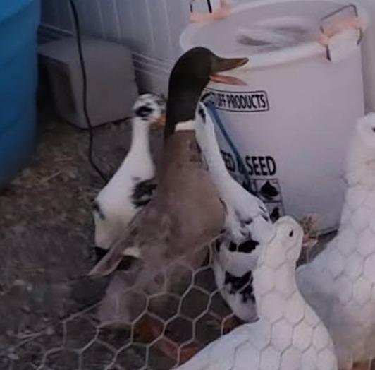Darwin, Adopted, Young Male Duck.