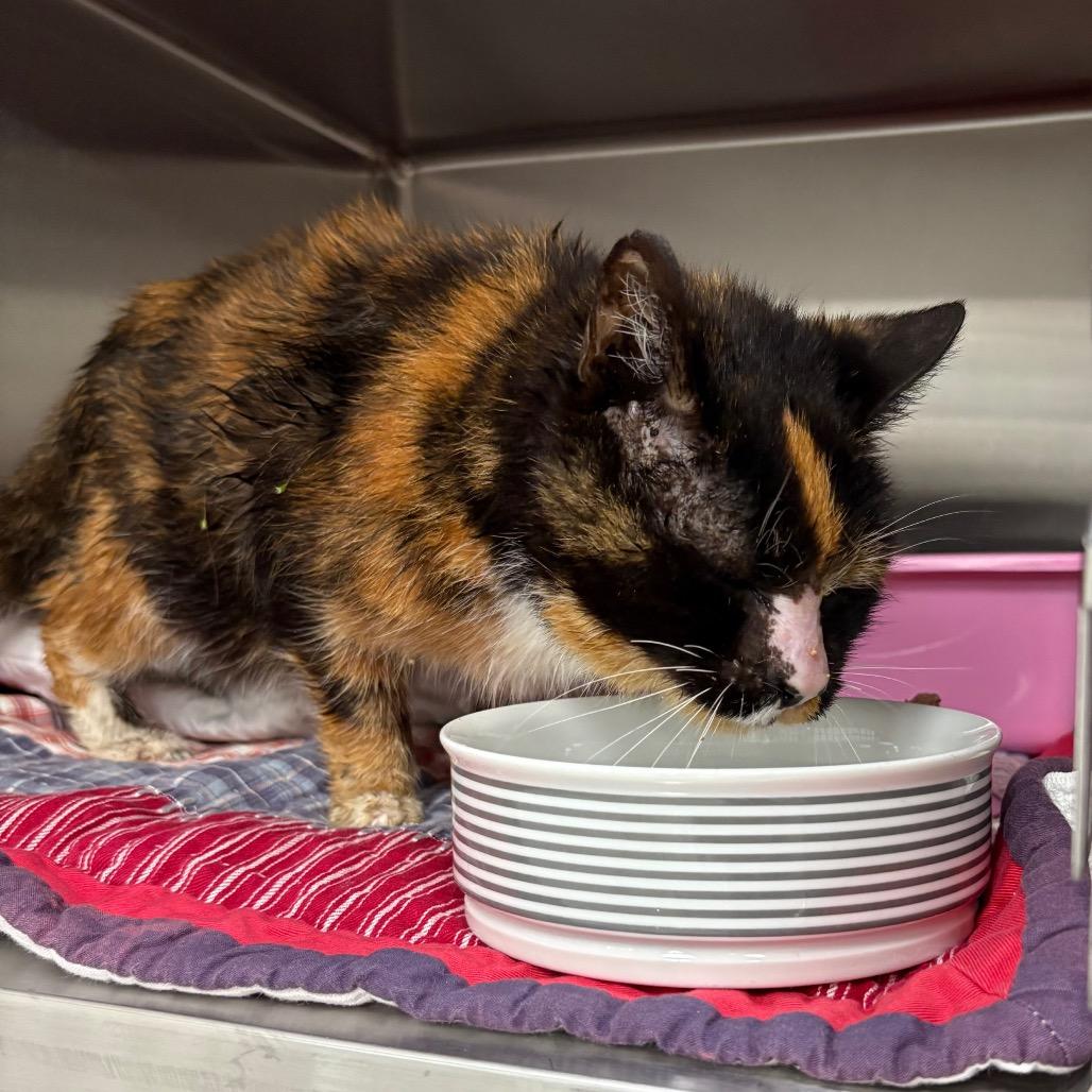 Smooches — thumbnail 2