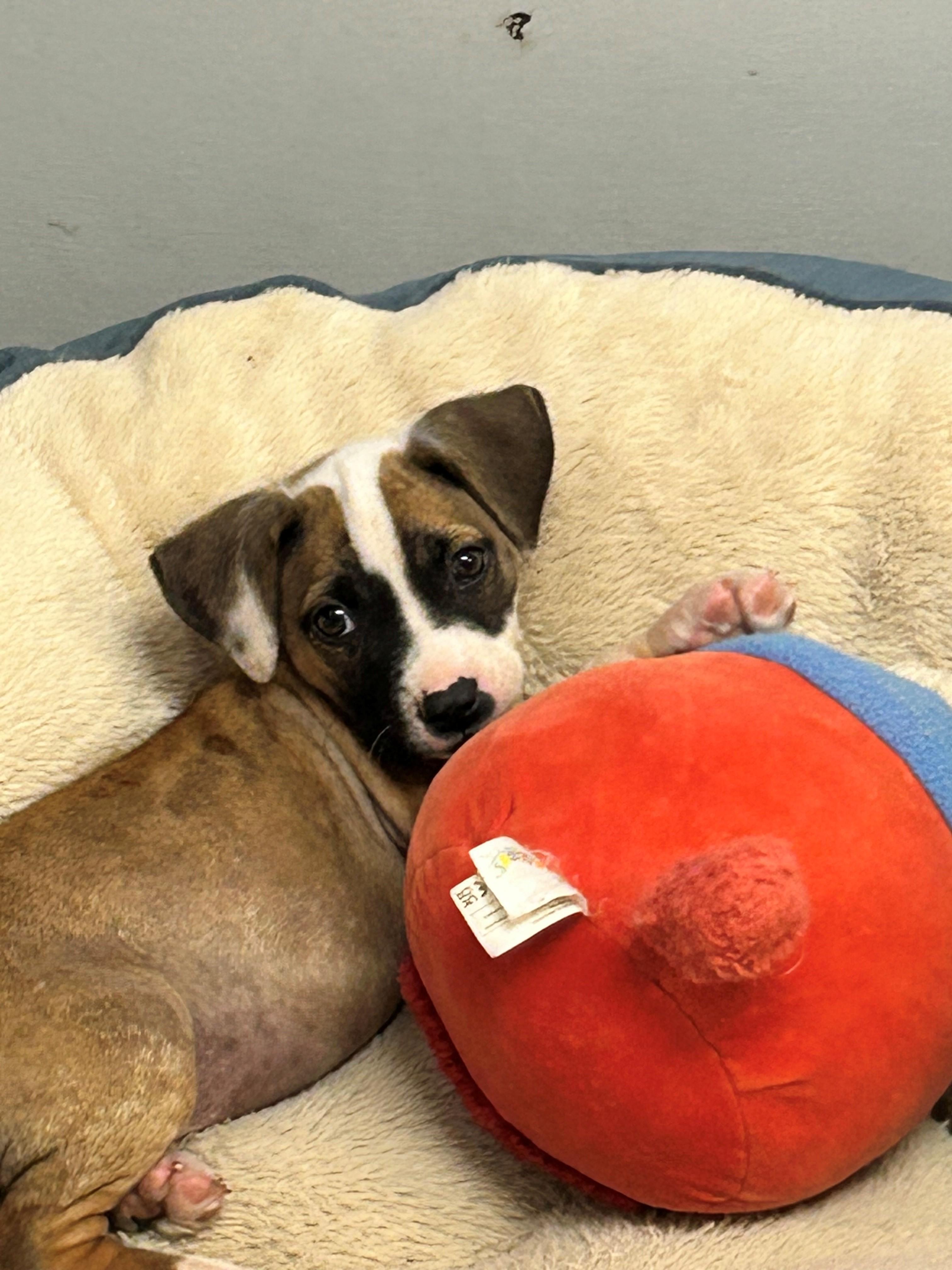 Polly, a Adopted mixed breed in Zephyrhills, FL image 2/3