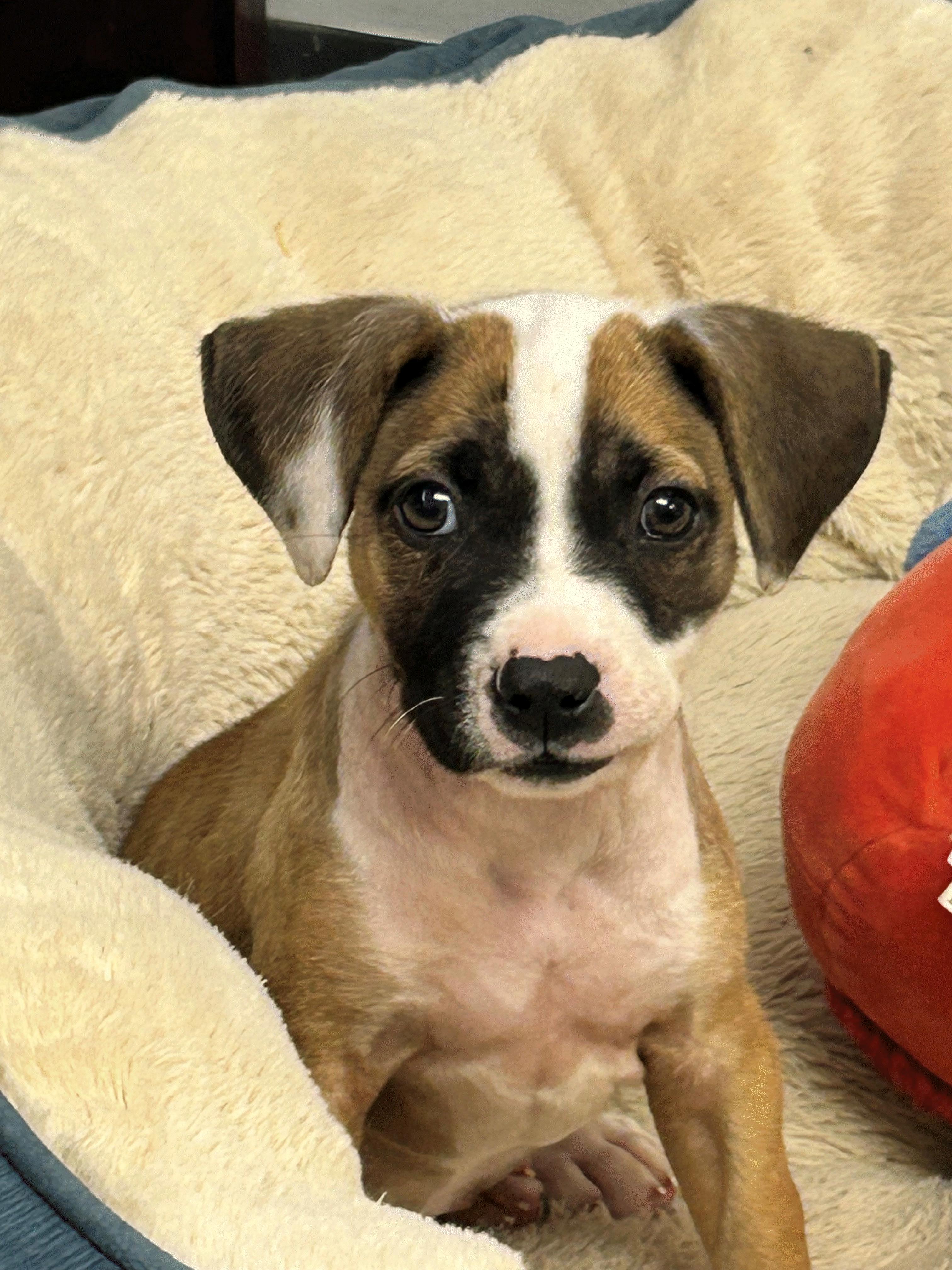 Polly, a Adopted mixed breed in Zephyrhills, FL image 3/3