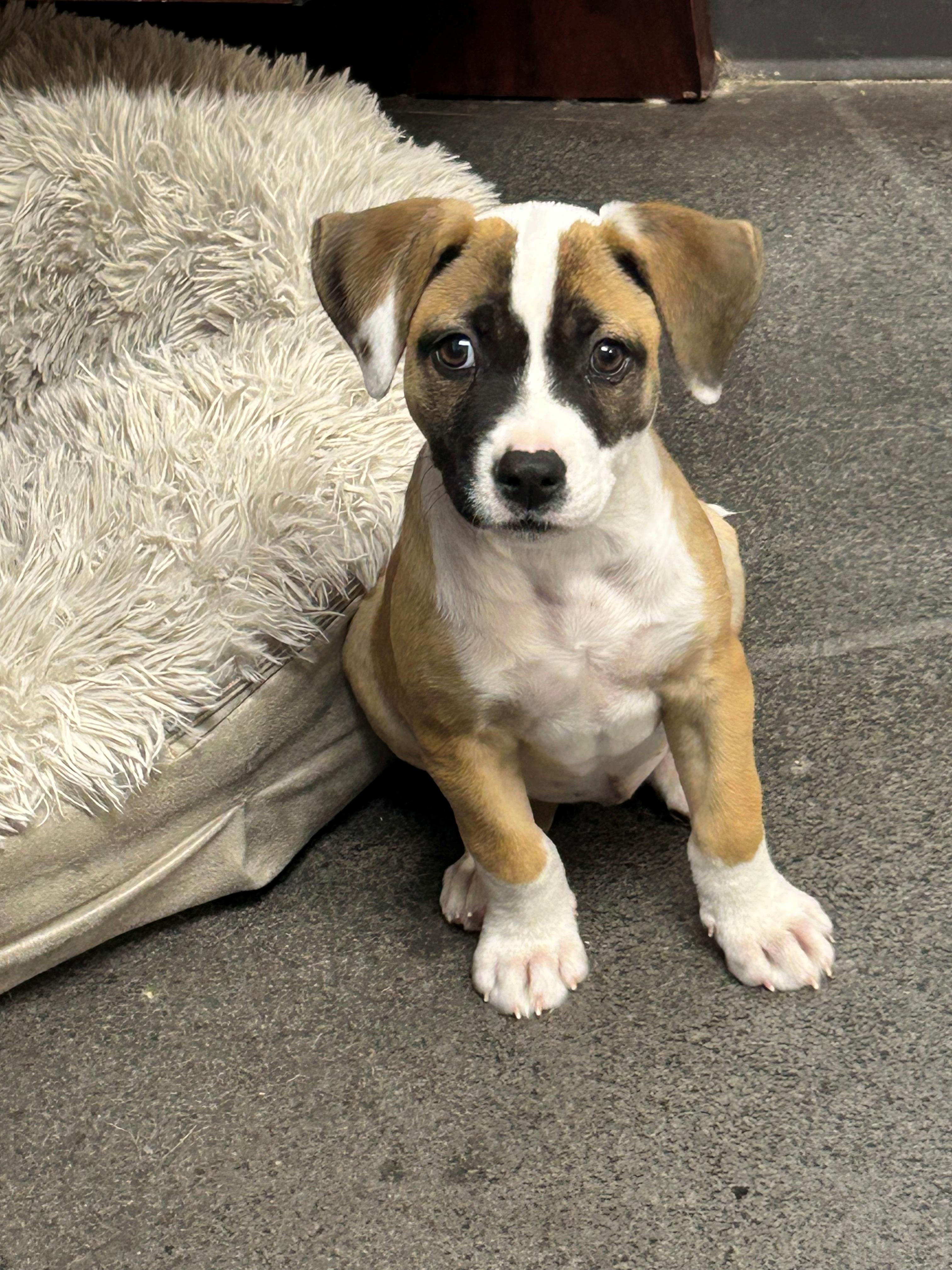 Polly, Adopted, Puppy Female Cattle Dog & Australian Cattle Dog / Blue Heeler.