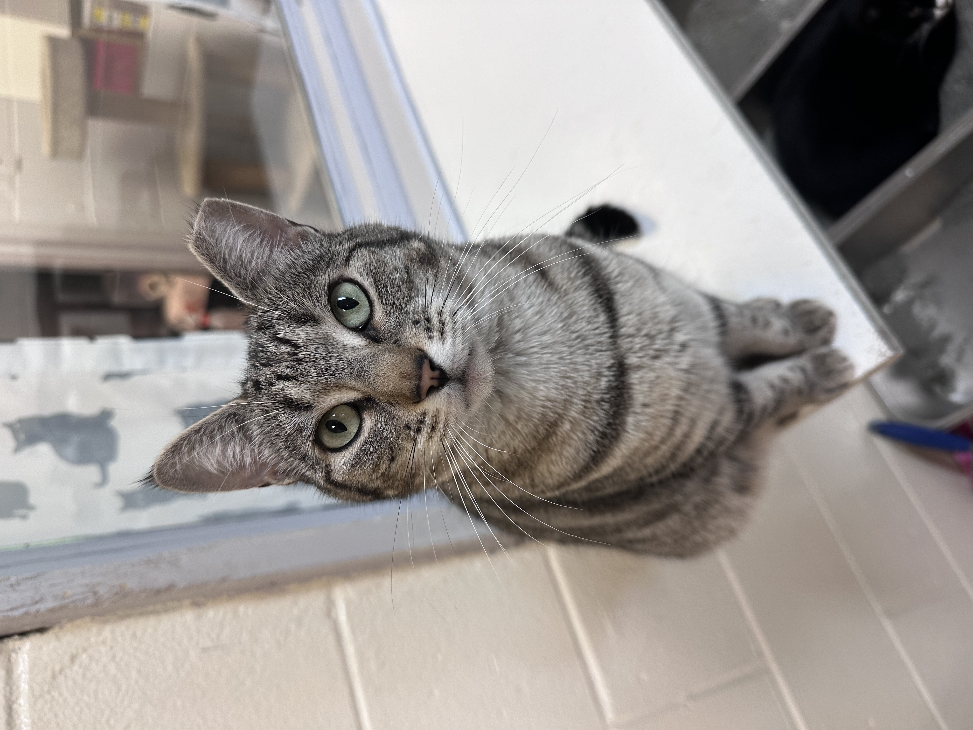 Jingle, a Adoptable Domestic Short Hair in East Northport, NY image 1/2