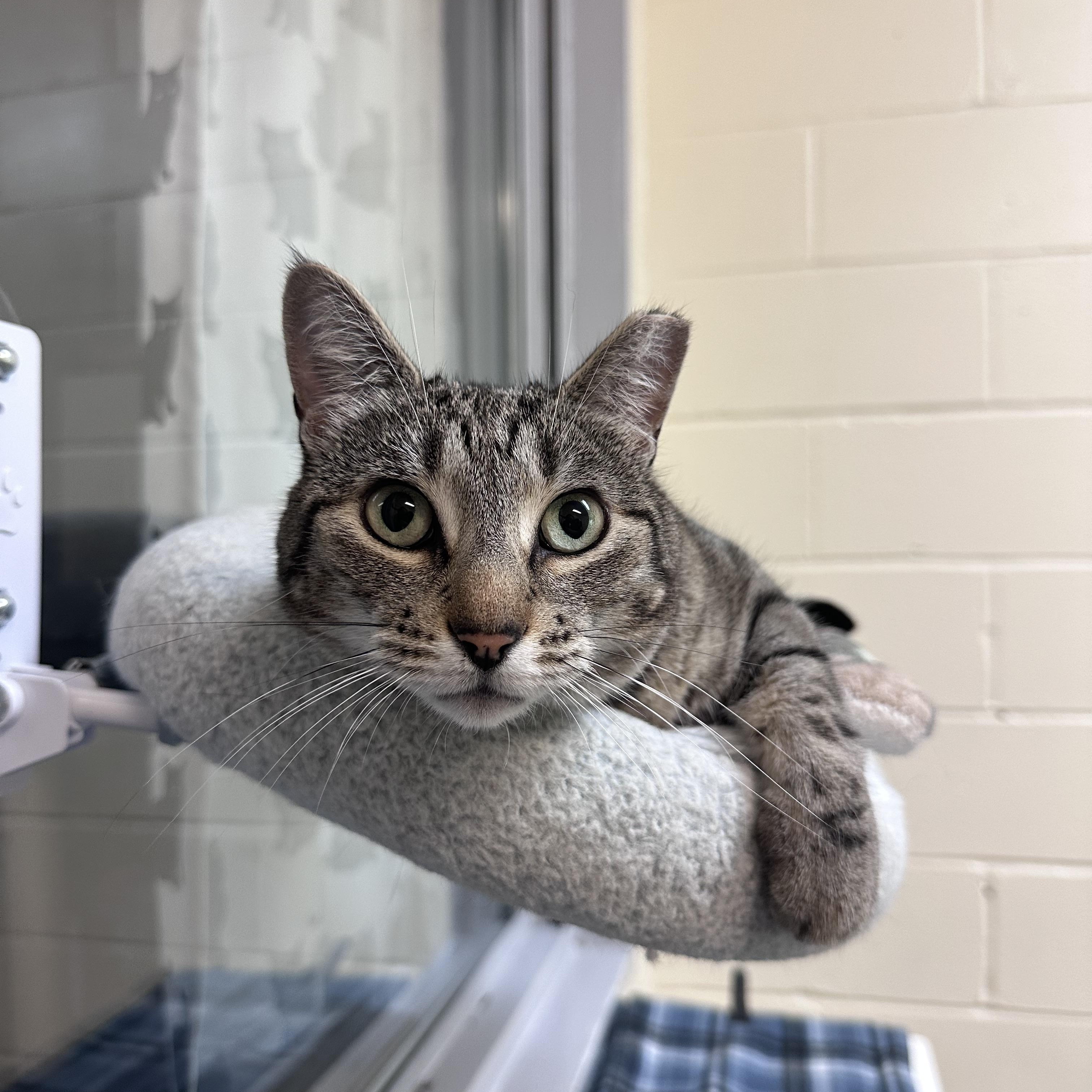 Jingle, Adoptable, Young Female Domestic Short Hair.