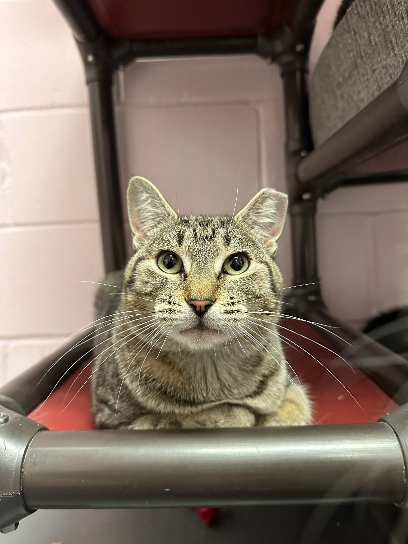 Jingle, a Adoptable Domestic Short Hair in East Northport, NY image 2/2
