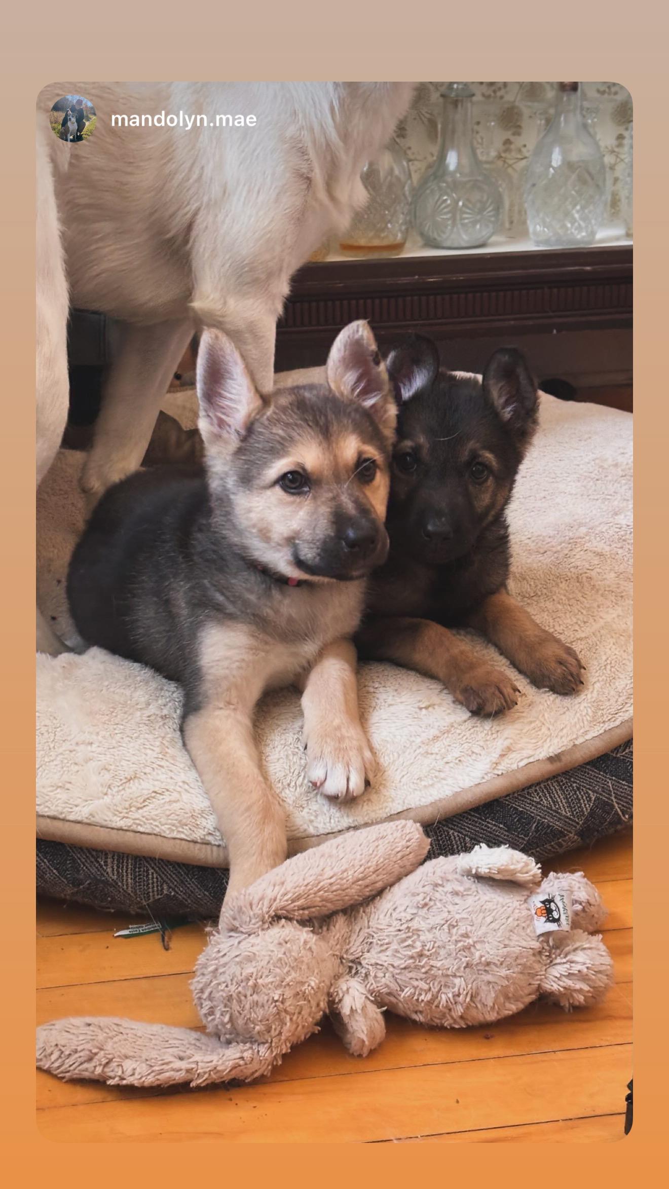 Enlarge Lily, an adopted mixed breed in Saskatoon, SK image 2/3