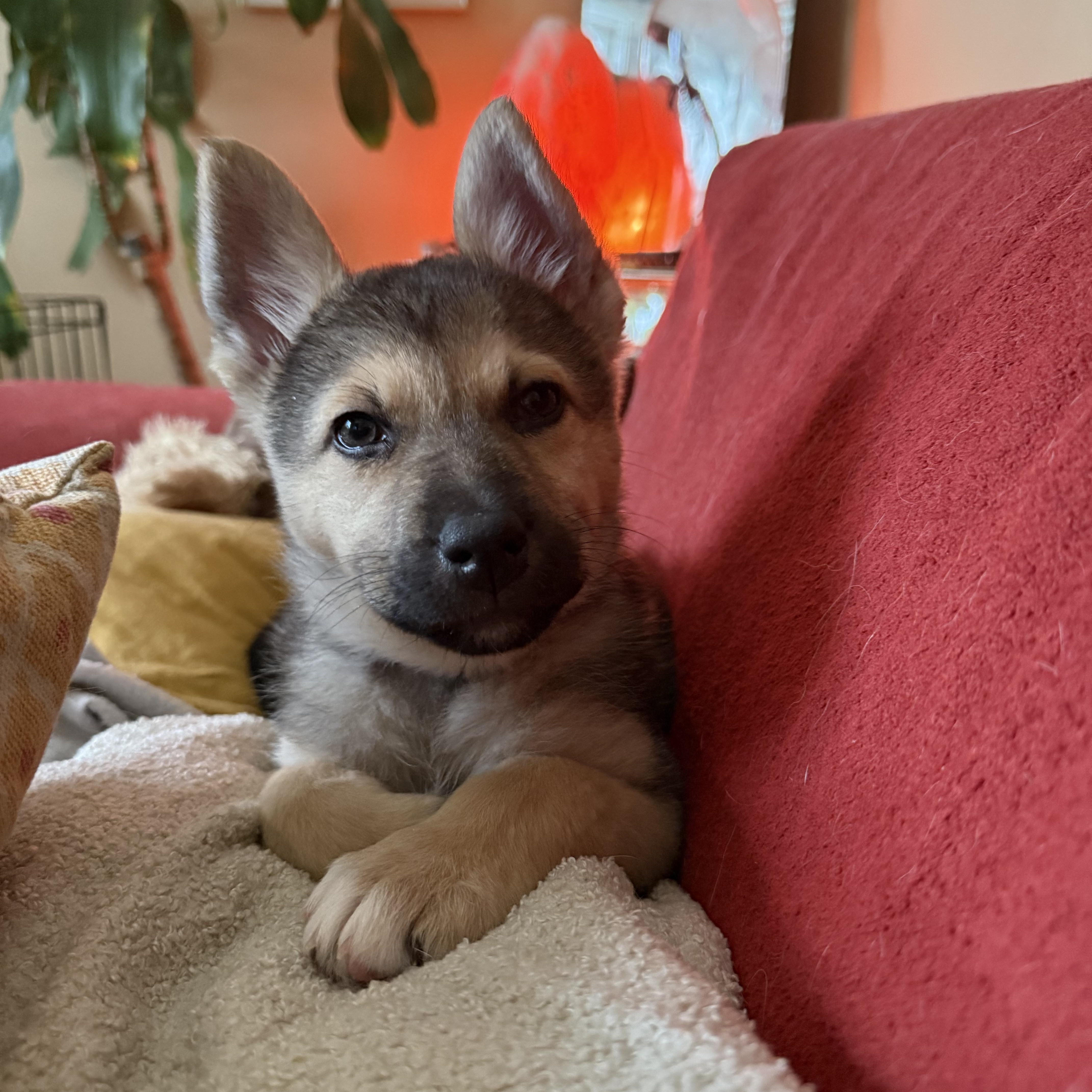 Enlarge Lily, an adopted mixed breed in Saskatoon, SK image 3/3