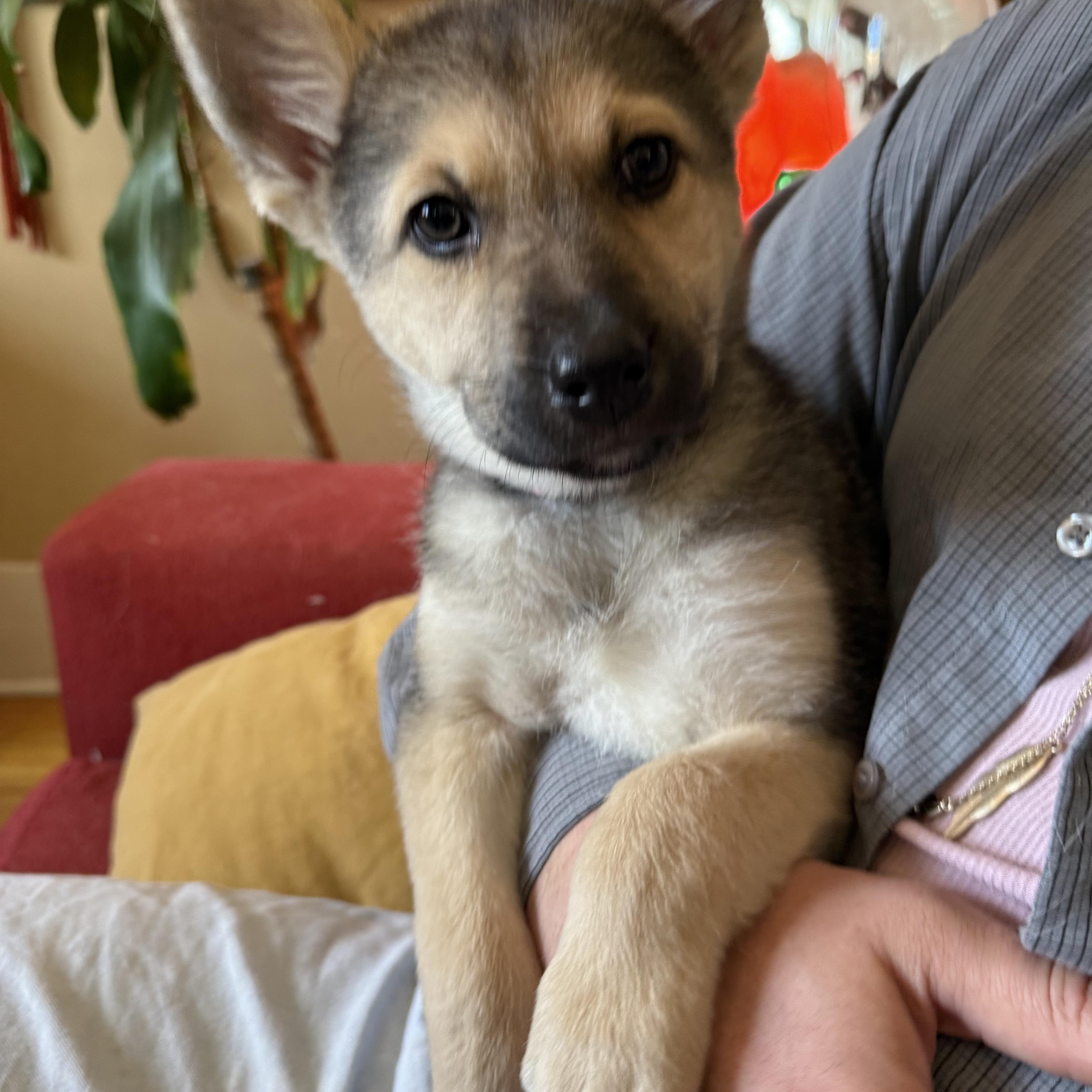 Enlarge Lily, an adopted mixed breed in Saskatoon, SK image 1/3