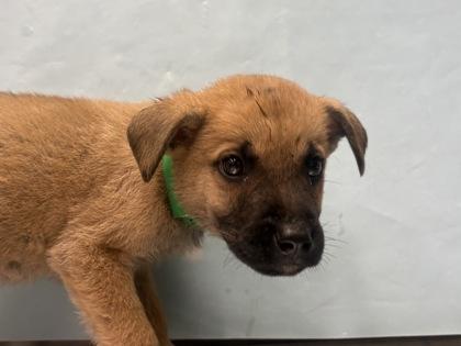 Enlarge Magnolia, a Adoptable mixed breed in Golden Valley, MN image 1/1