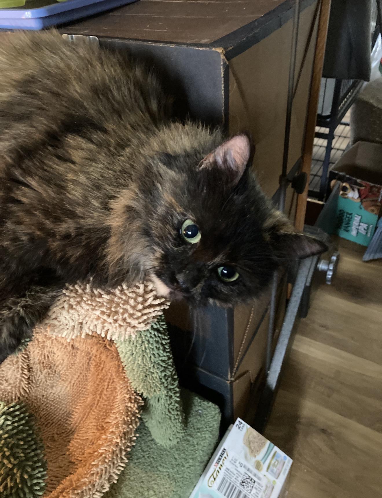 Enlarge Emberlyn, an adopted Tortoiseshell in Charlotte, NC image 6/6