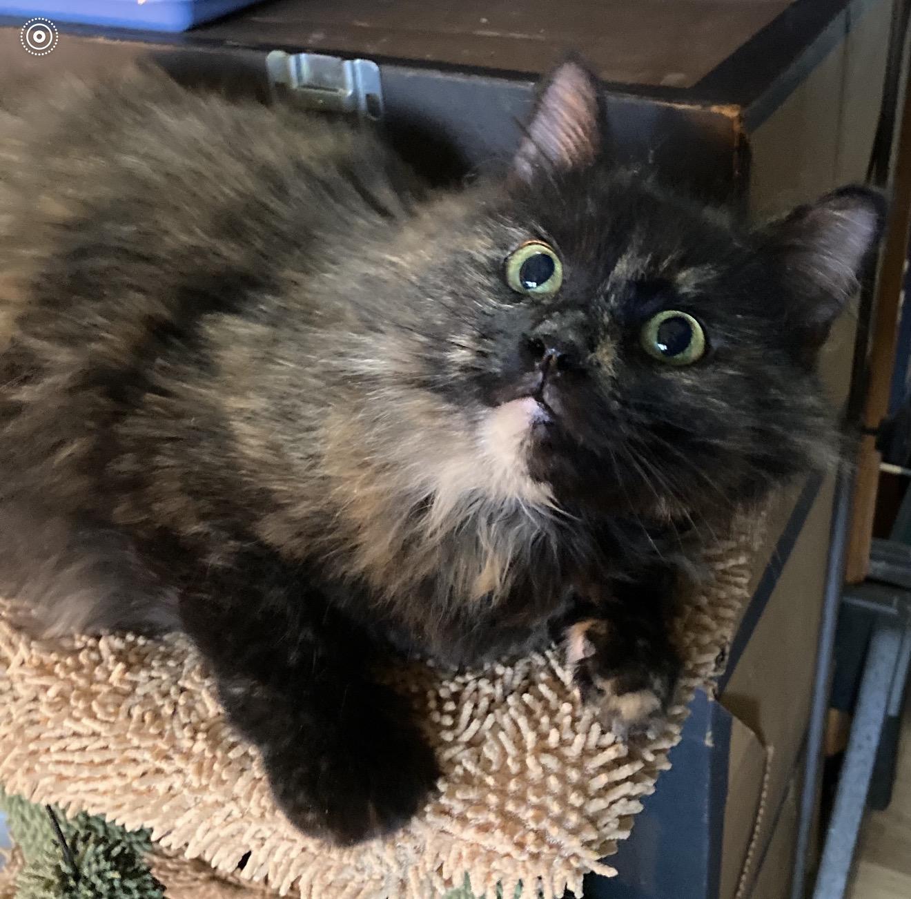 Enlarge Emberlyn, an adopted Tortoiseshell in Charlotte, NC image 5/6