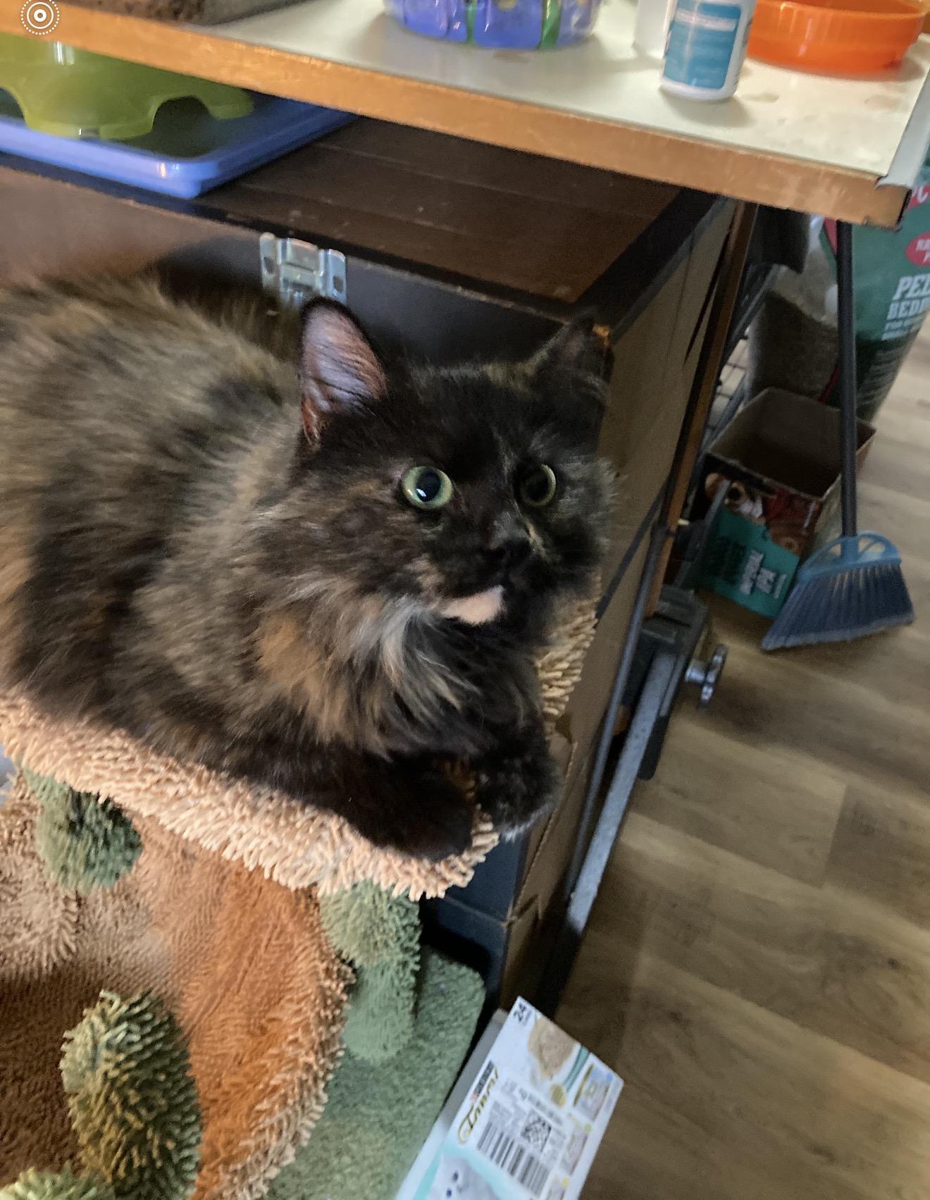 Emberlyn, adopted, Adult Female Tortoiseshell.