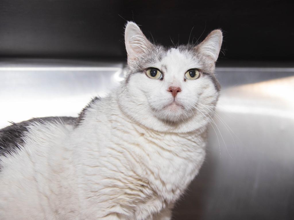 Enlarge Azula, a Adoptable mixed breed in Lansing, KS image 1/2