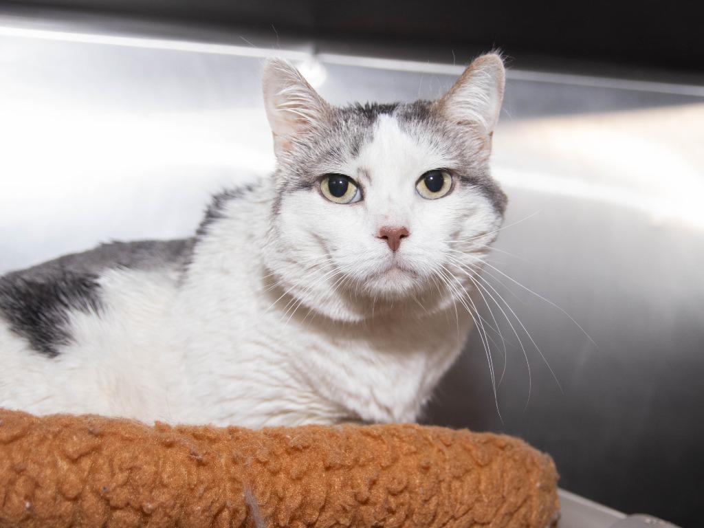 Enlarge Azula, a Adoptable mixed breed in Lansing, KS image 2/2
