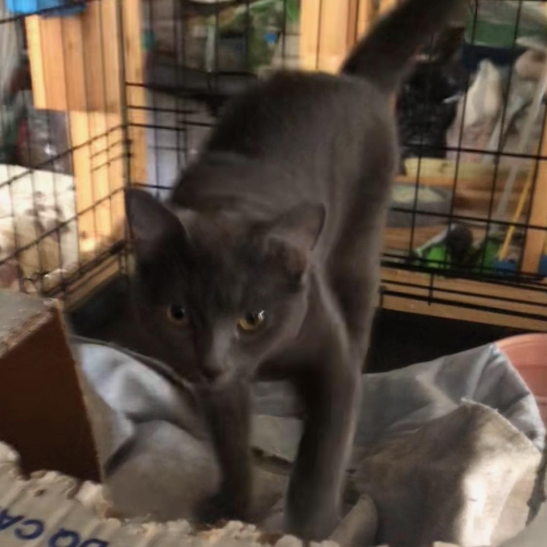 Storm, an adopted Domestic Short Hair in Newburgh, NY image 3/3