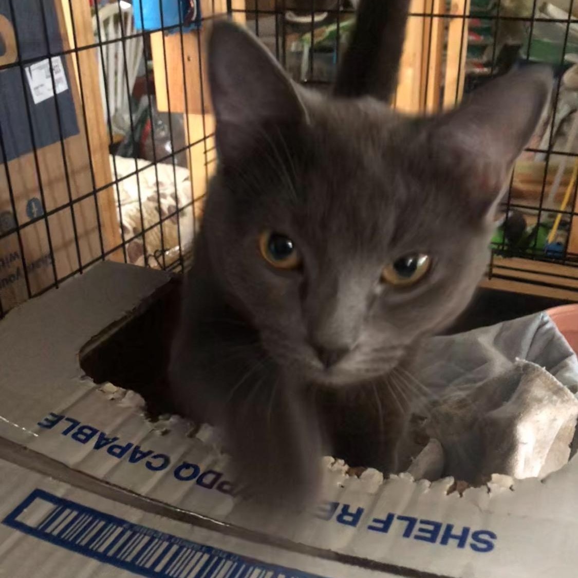 Storm, an adopted Domestic Short Hair in Newburgh, NY image 1/3