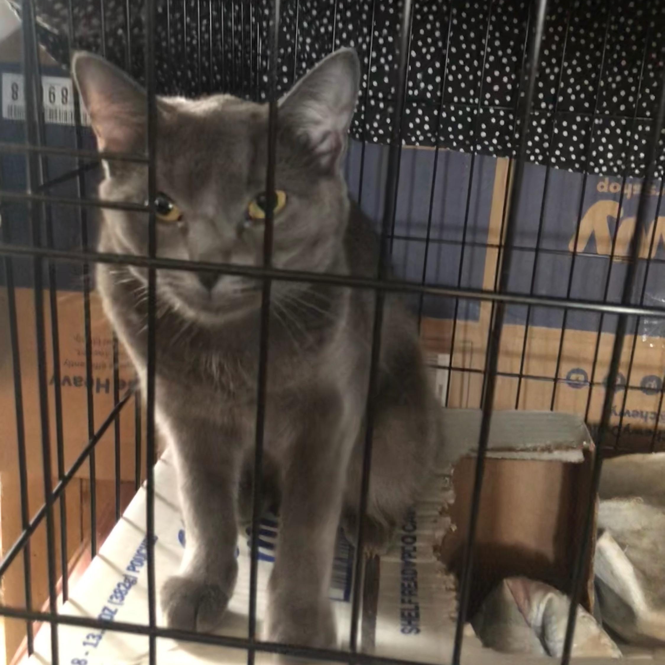 Storm, an adopted Domestic Short Hair in Newburgh, NY image 2/3