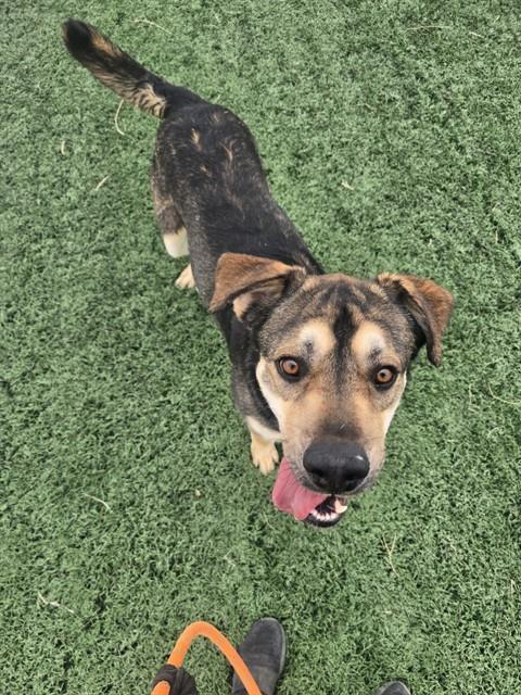 TAZ, Adoptable, Young Male German Shepherd Dog & Mixed Breed.