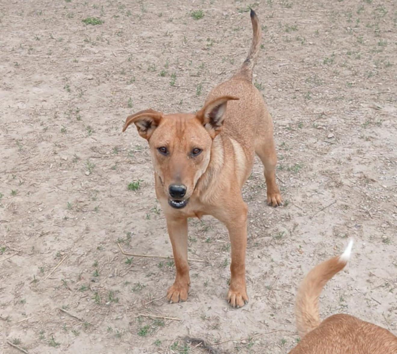 Enlarge Spencer, a Adoptable mixed breed in East Dundee , IL image 1/1