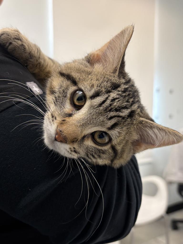 Oliver, Adoptable, Kitten Male Domestic Short Hair.