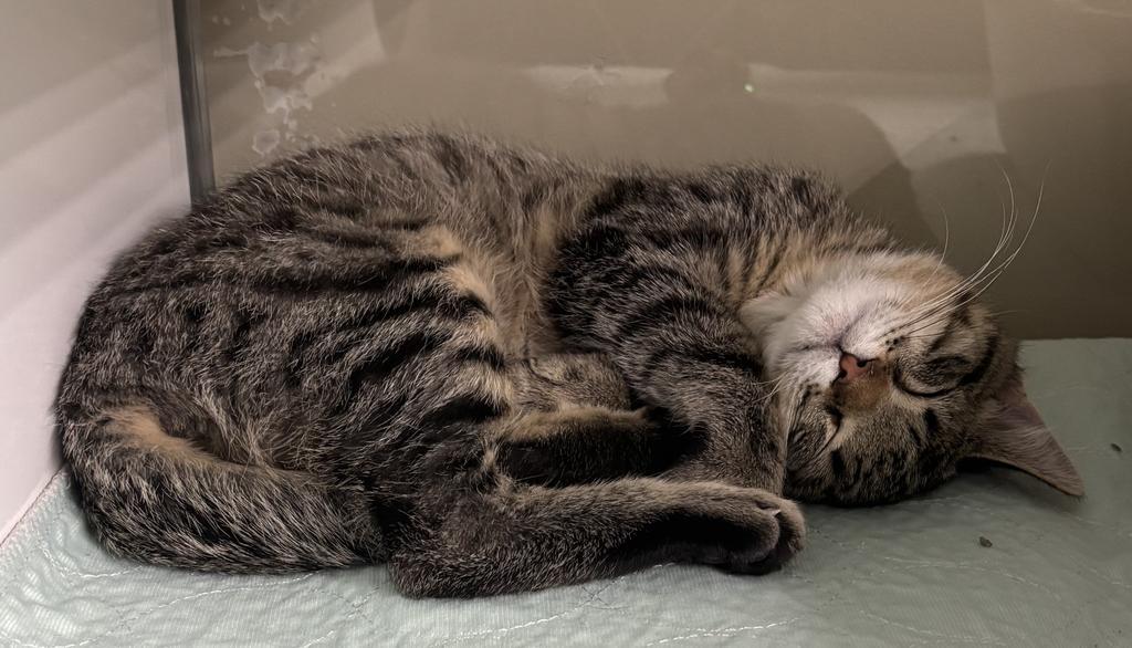 Oliver, a Adoptable mixed breed in Saint Paul, MN image 3/6