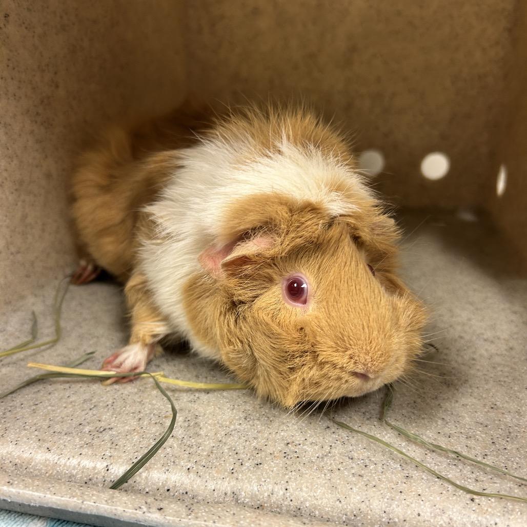 Bubbles, Adoptable, Young Female Peruvian.