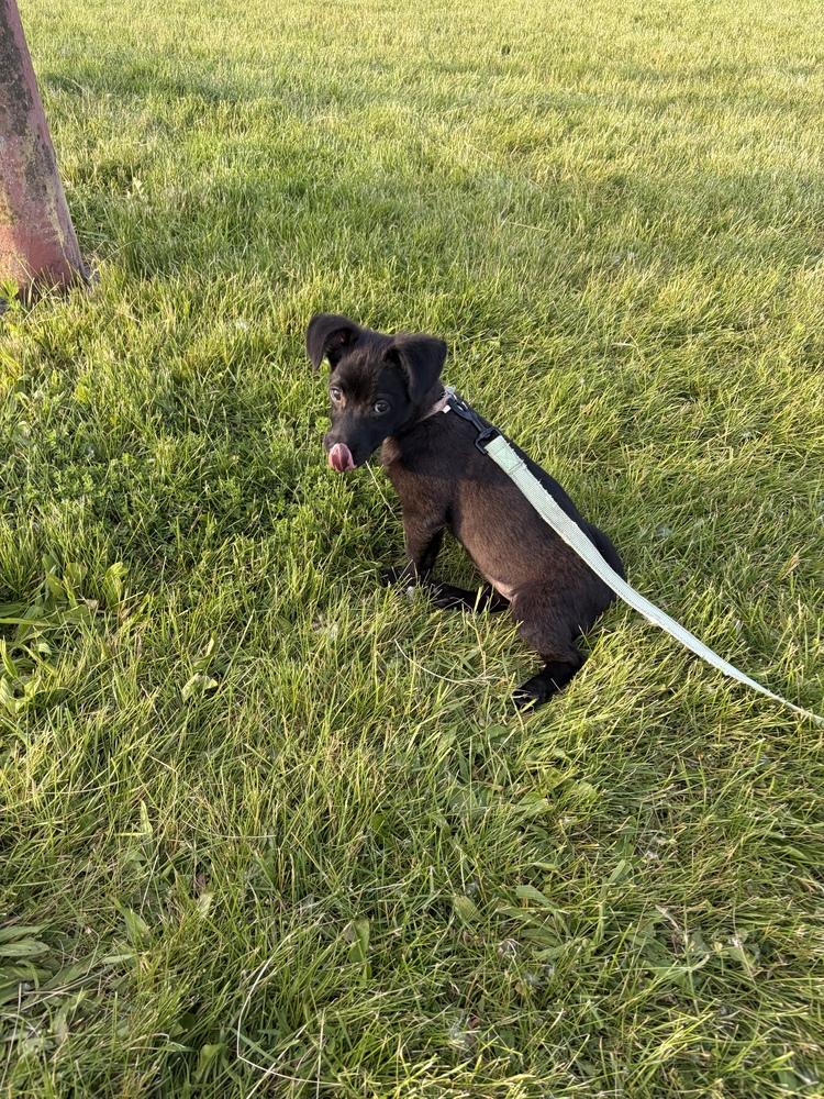 Bear, a Adoptable mixed breed in Amherst, NY image 1/6