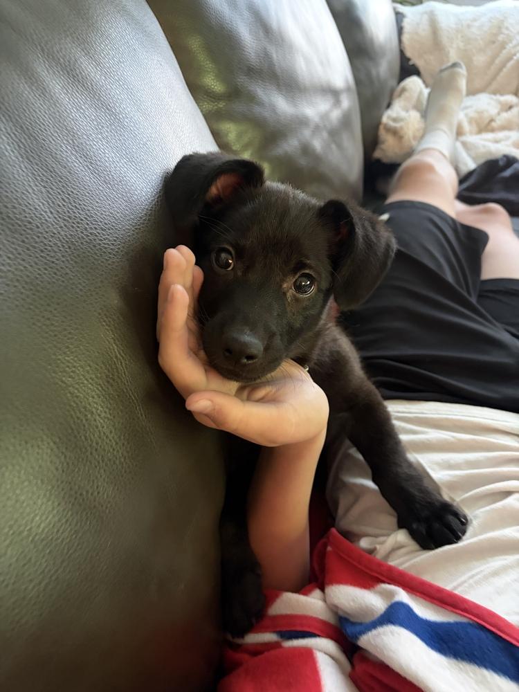 Bear, a Adoptable mixed breed in Amherst, NY image 2/6