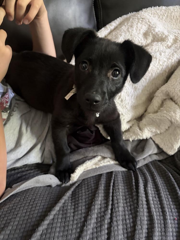 Bear, a Adoptable mixed breed in Amherst, NY image 3/6
