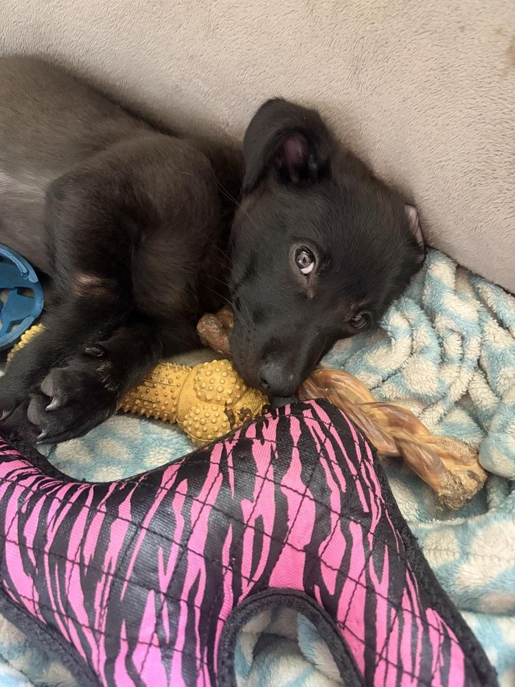 Bear, a Adoptable mixed breed in Amherst, NY image 4/6