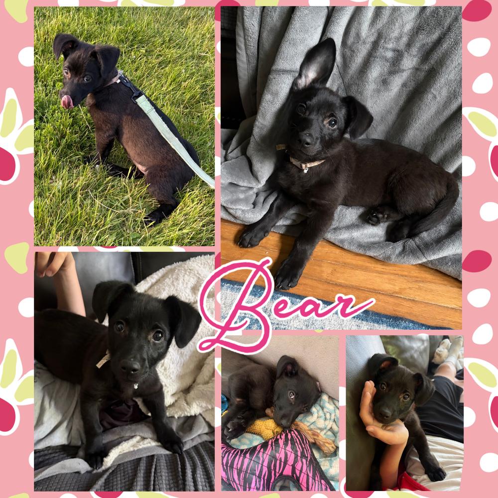 Bear, a Adoptable mixed breed in Amherst, NY image 5/6
