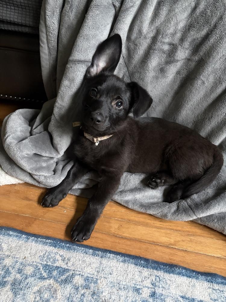 Bear, a Adoptable mixed breed in Amherst, NY image 6/6