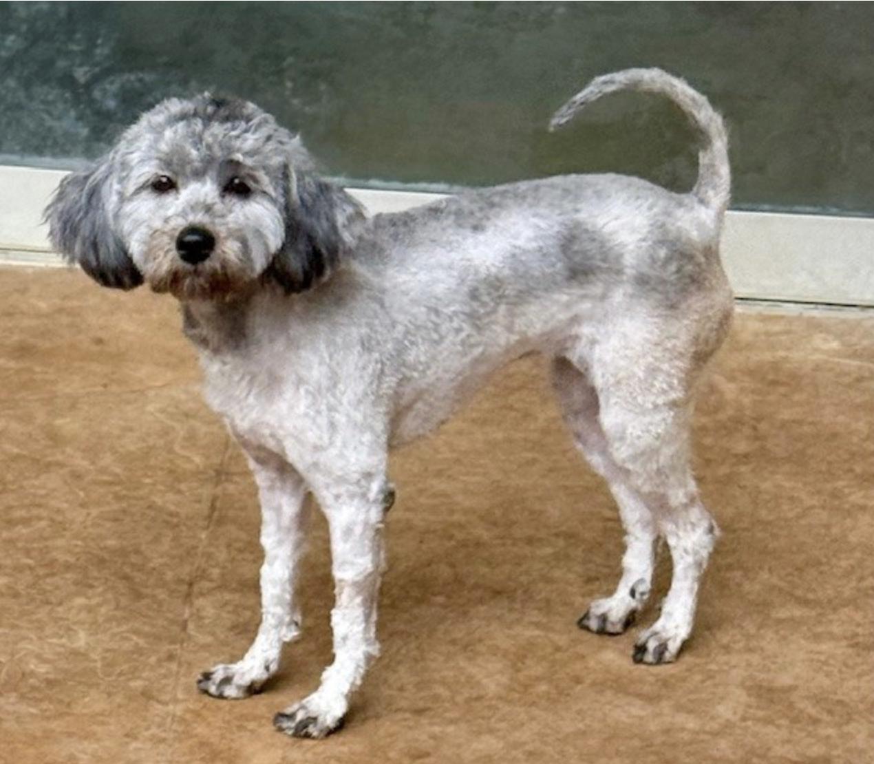 BILLIE JEAN, Adoptable, Young Female Poodle.