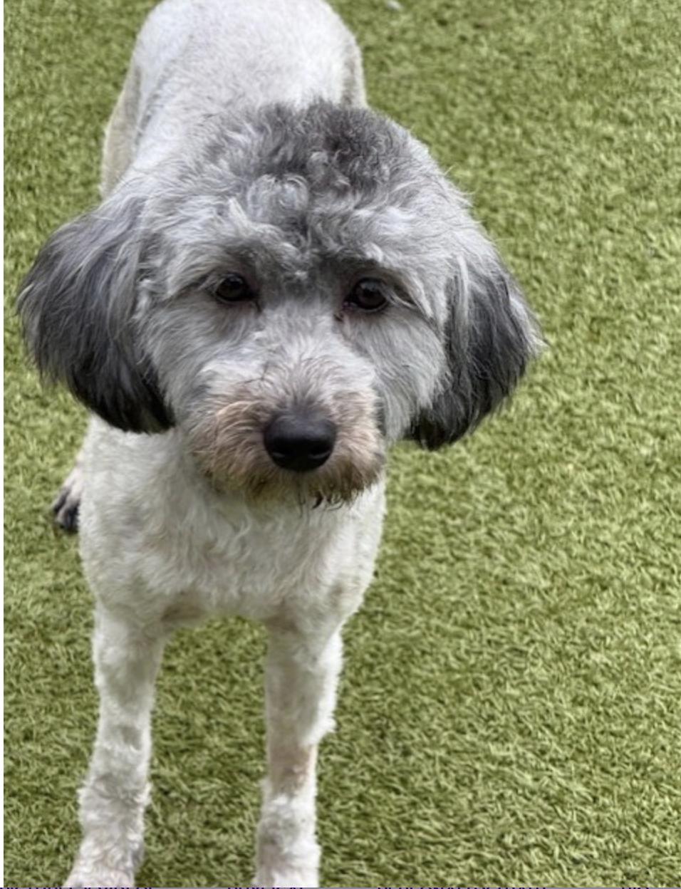 BILLIE JEAN, a Adoptable mixed breed in boise, ID image 3/6