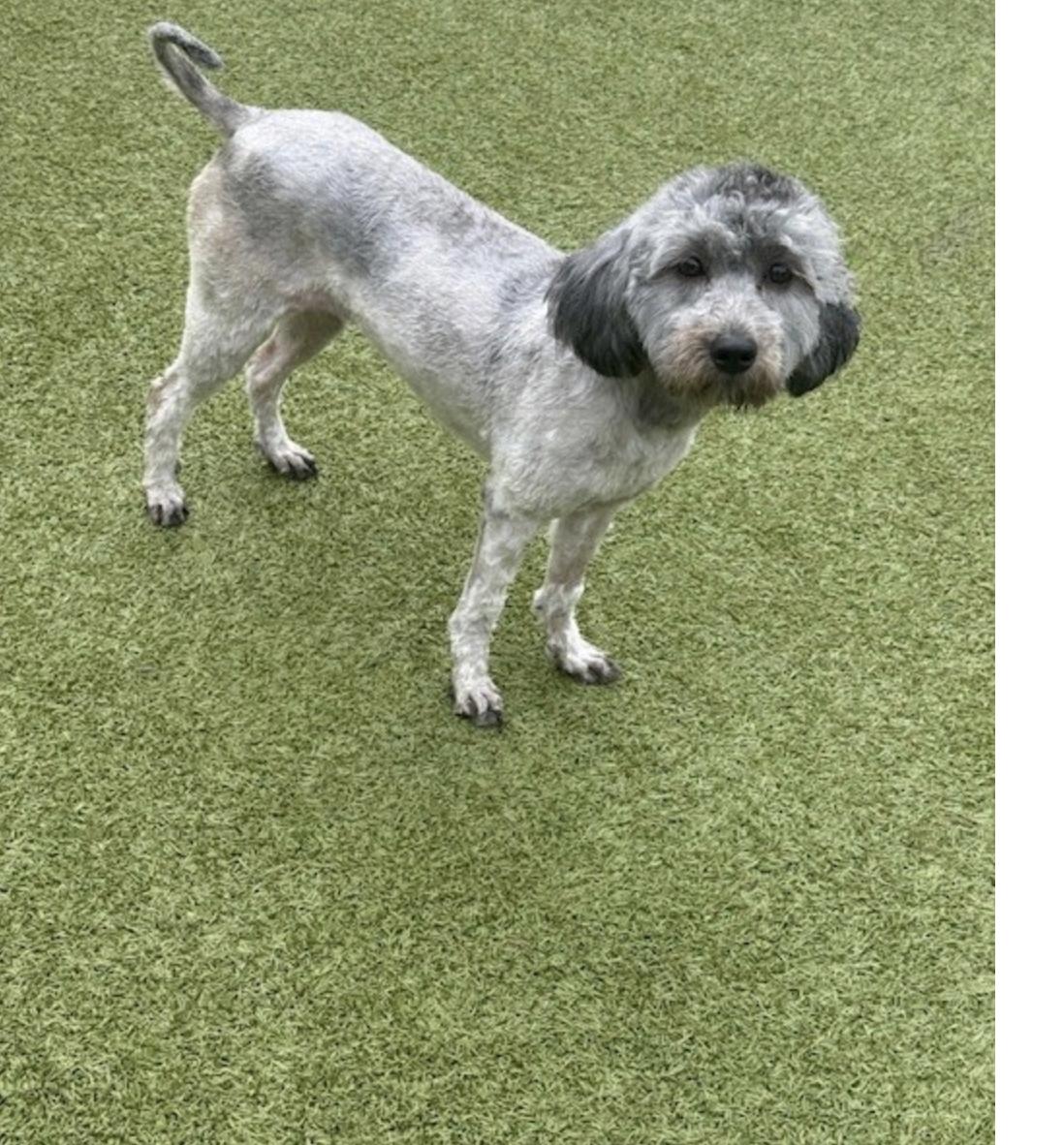 BILLIE JEAN, a Adoptable mixed breed in boise, ID image 2/6