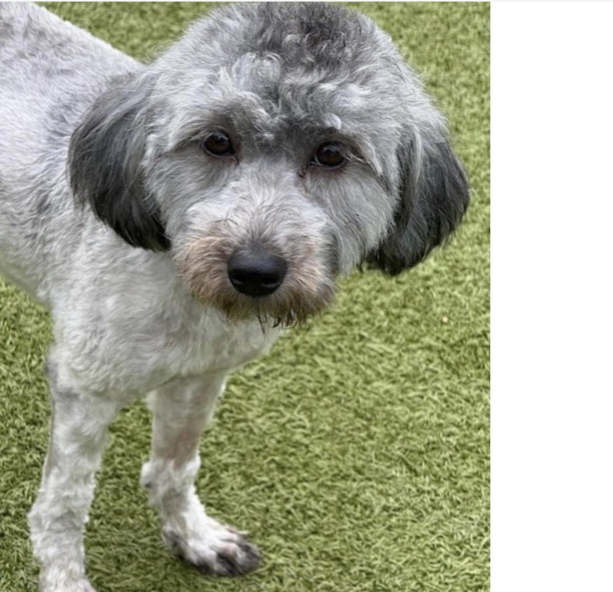 BILLIE JEAN, a Adoptable mixed breed in boise, ID image 4/6
