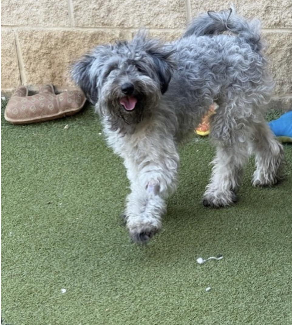 BILLIE JEAN, a Adoptable mixed breed in boise, ID image 5/6