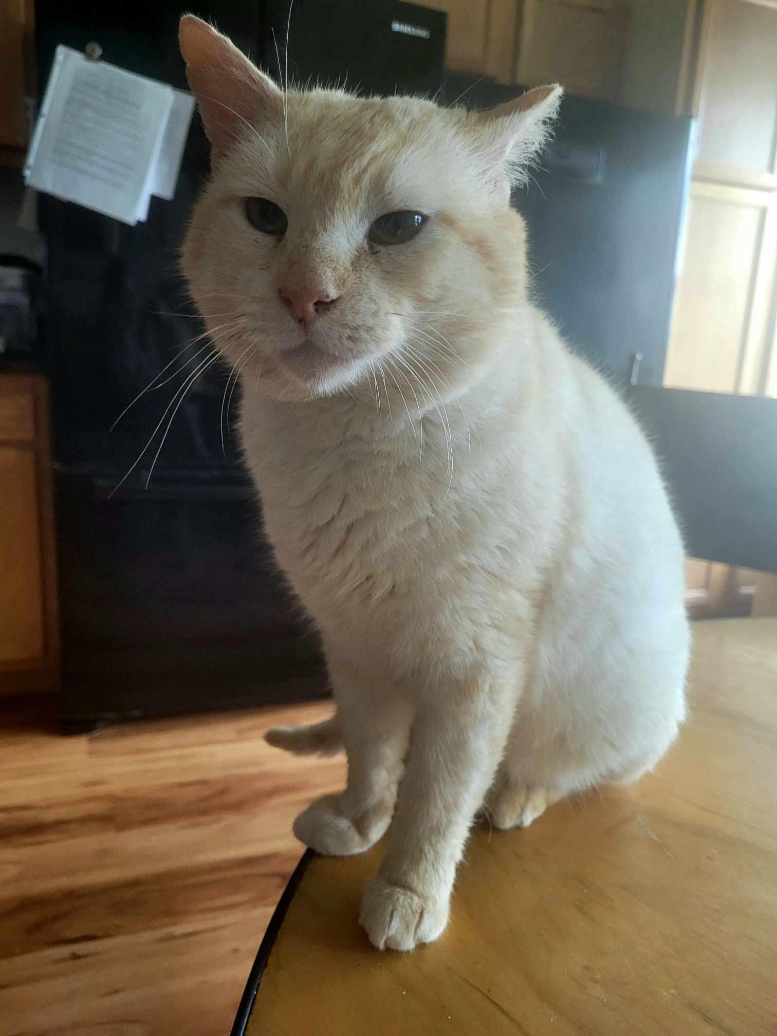 White Boy - Blue, a Adoptable Siamese in North Myrtle Beach, SC image 3/5
