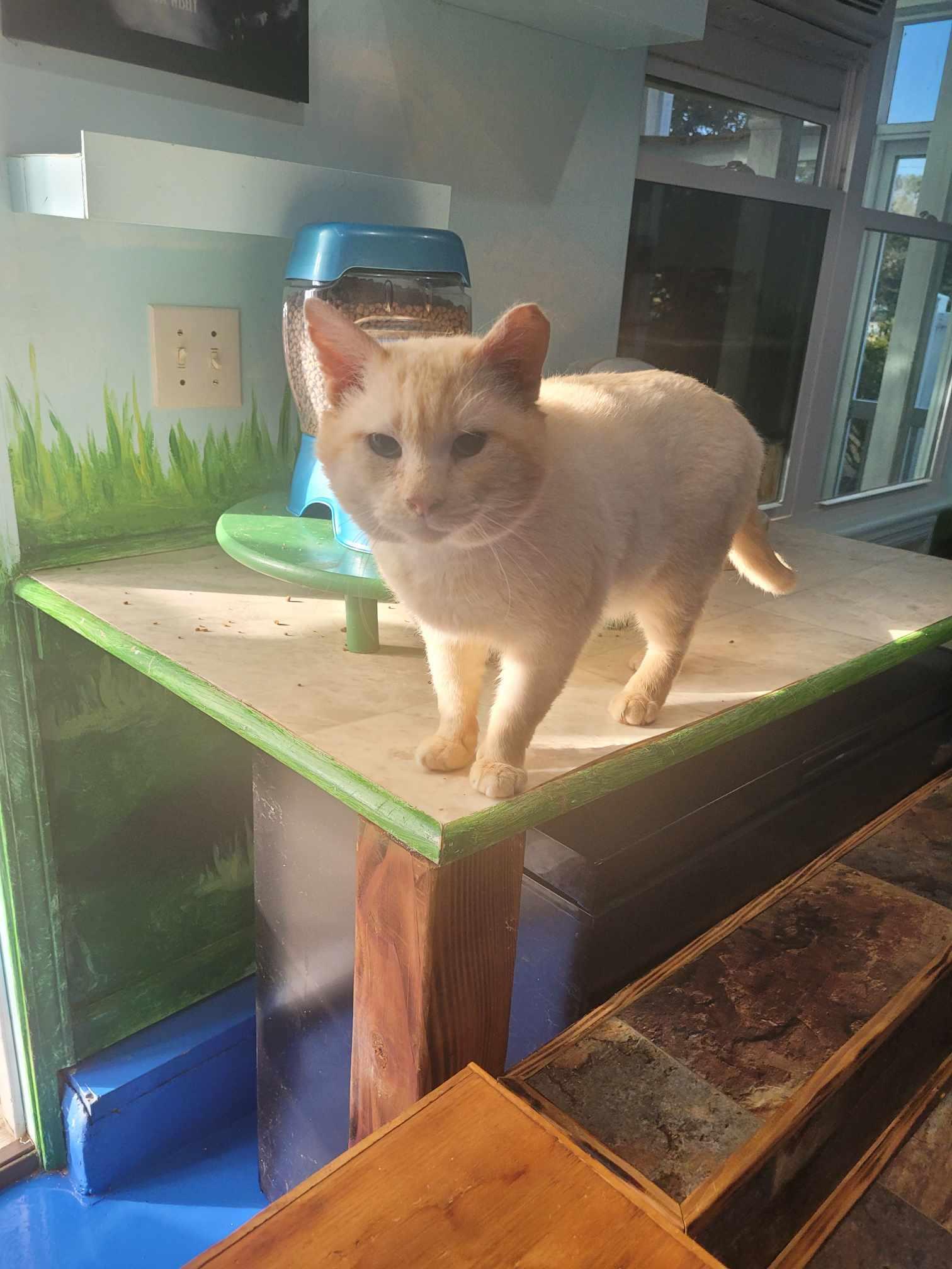 White Boy - Blue, a Adoptable Siamese in North Myrtle Beach, SC image 4/5