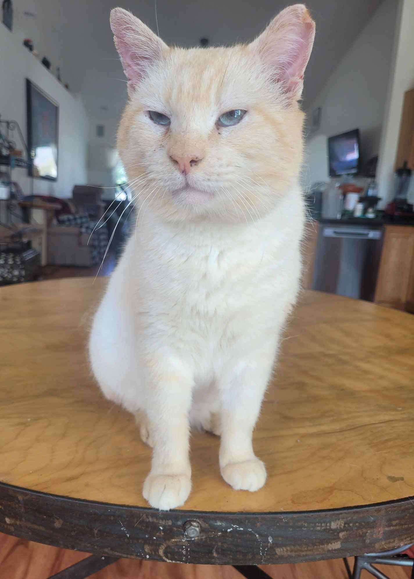 White  Boy - Blue, Adult Male Siamese