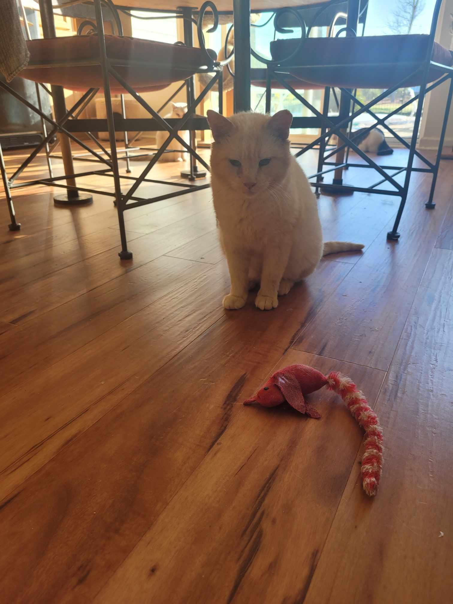 White Boy - Blue, a Adoptable Siamese in North Myrtle Beach, SC image 5/5