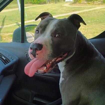 Blue, a Adoptable Pit Bull Terrier in Columbia, MO image 1/6