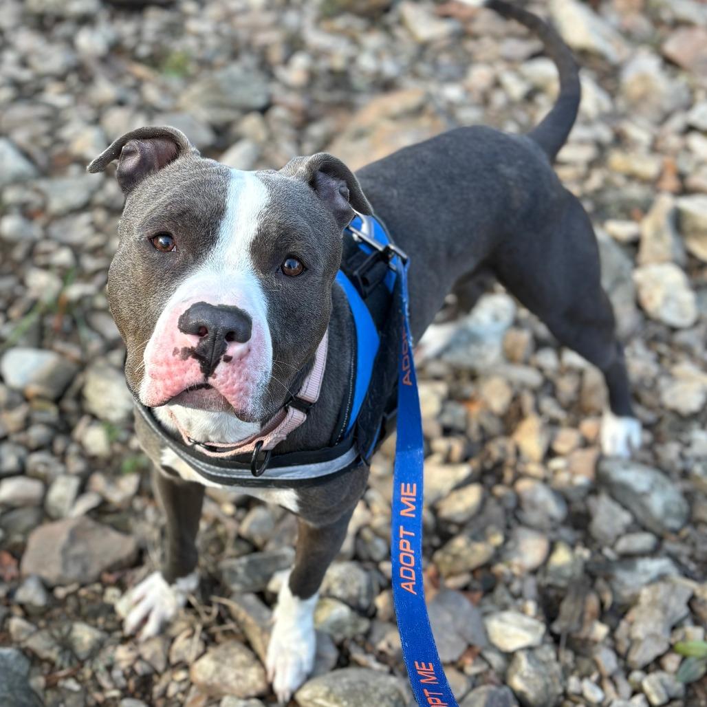 Blue, a Adoptable Pit Bull Terrier in Columbia, MO image 2/6