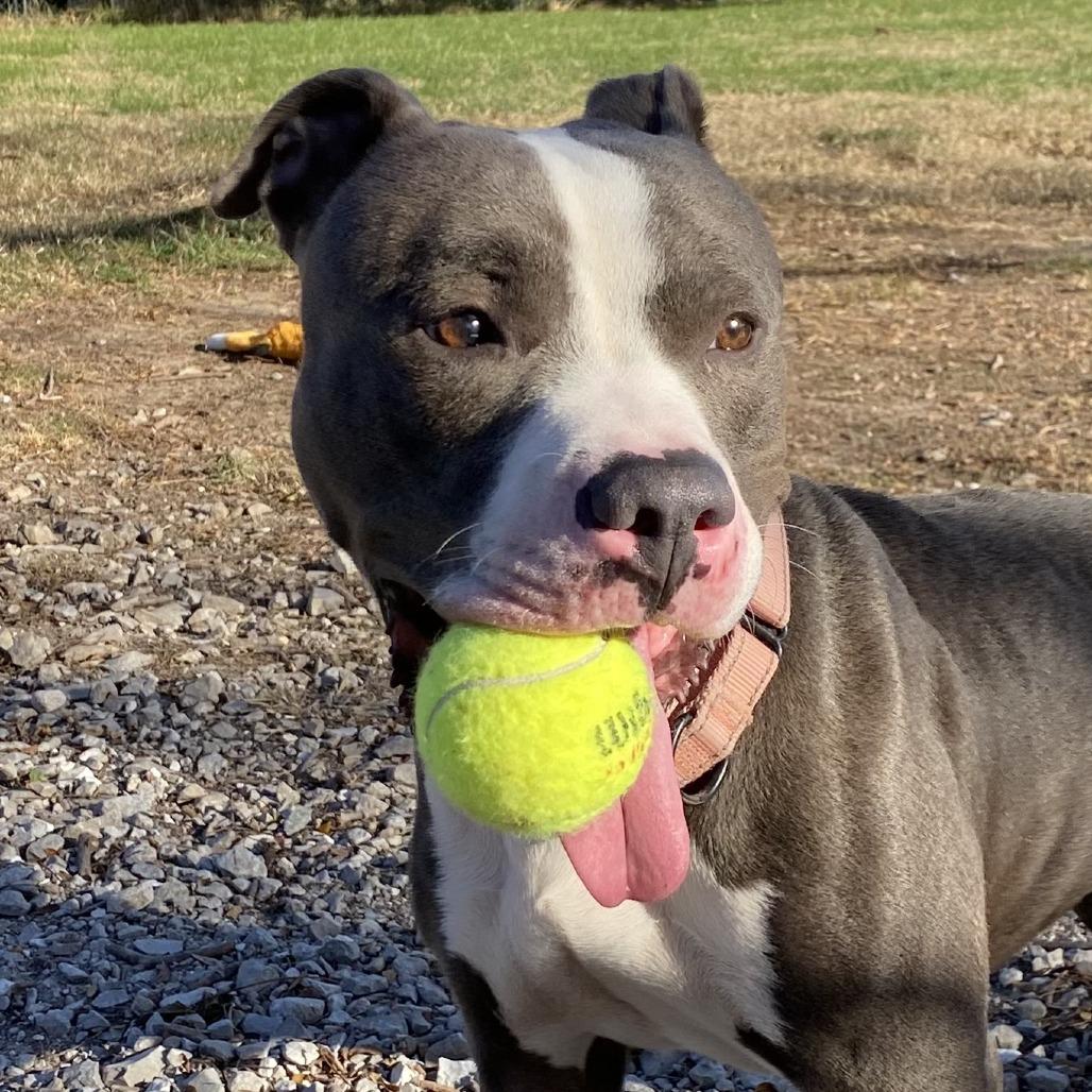 Blue, a Adoptable Pit Bull Terrier in Columbia, MO image 3/6