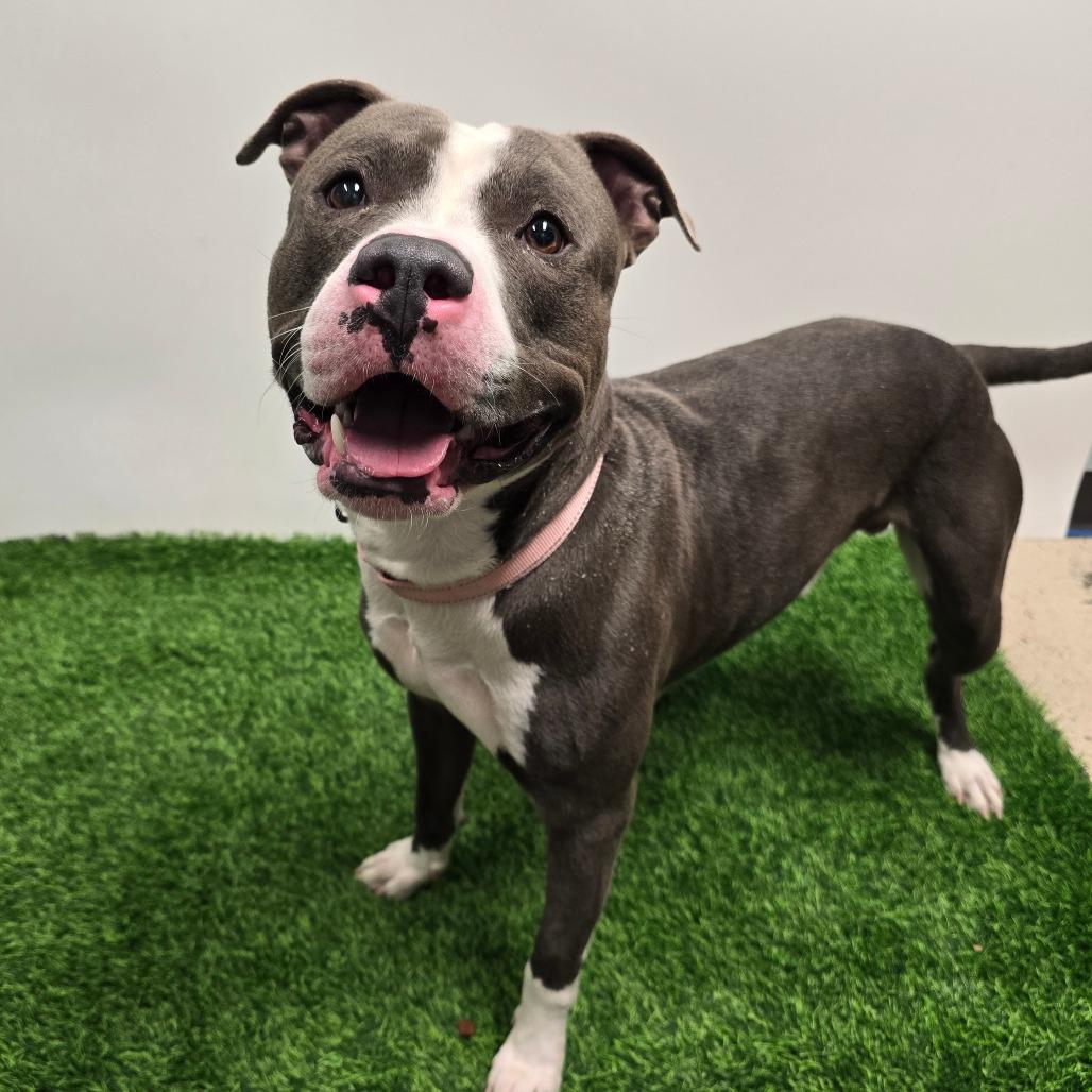 Blue, a Adoptable Pit Bull Terrier in Columbia, MO image 4/6