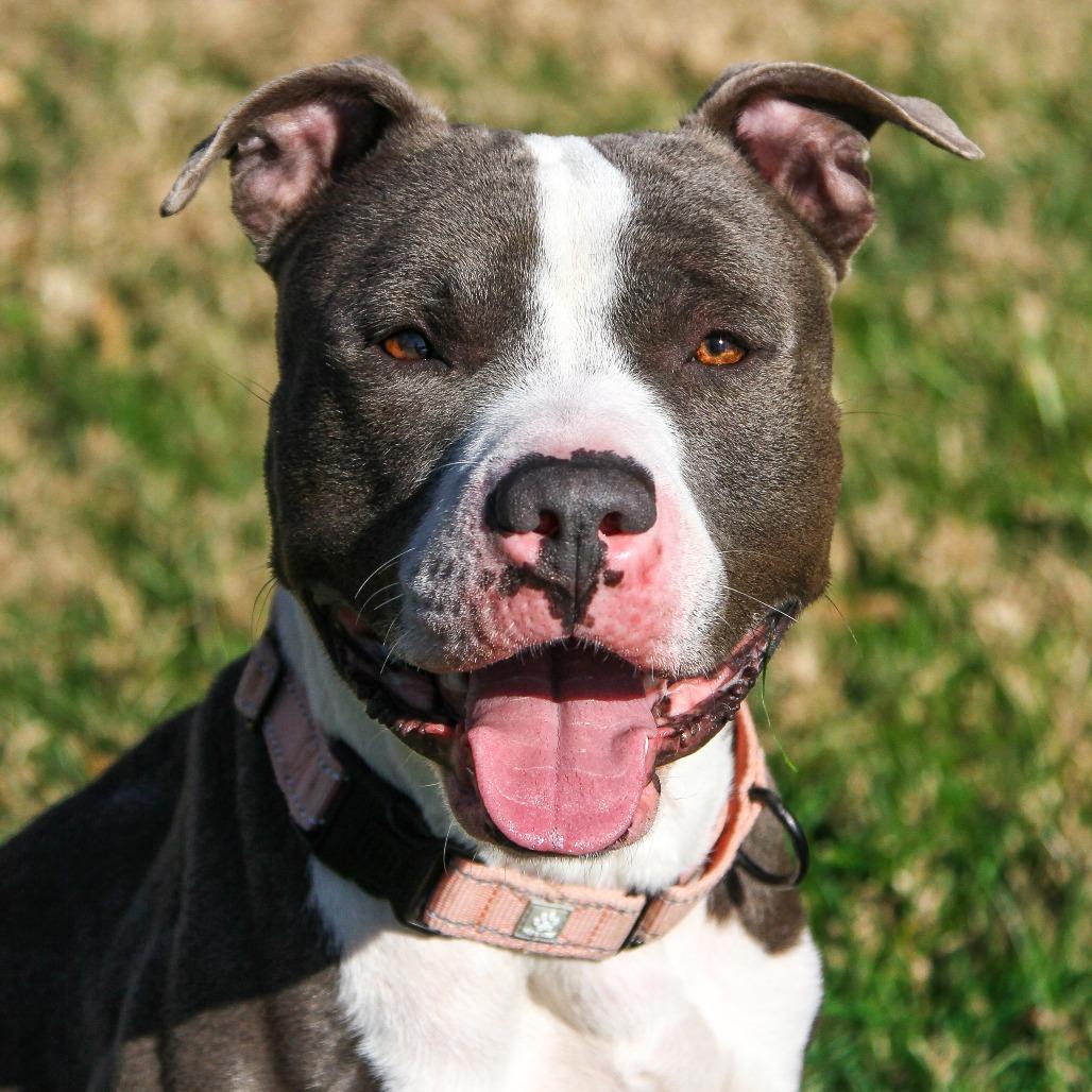 Blue, a Adoptable Pit Bull Terrier in Columbia, MO image 5/6
