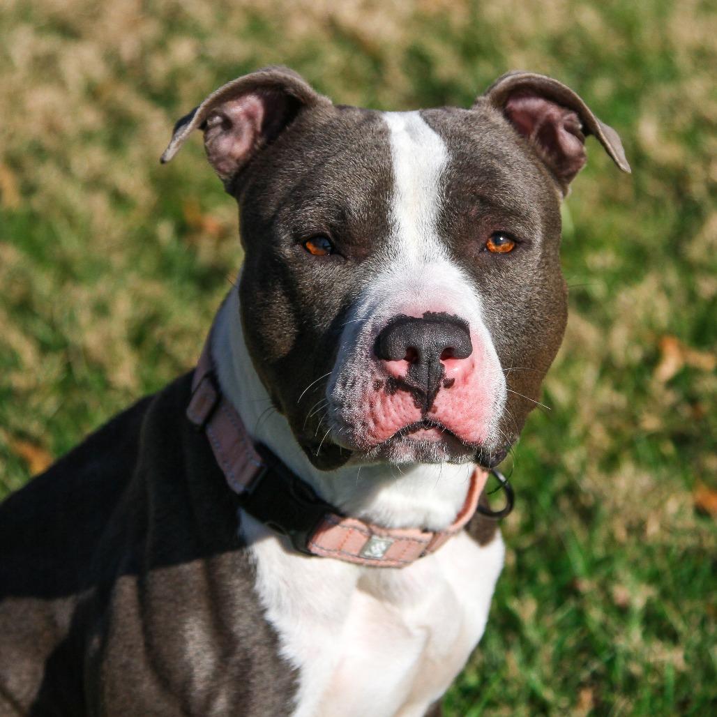 Blue, a Adoptable Pit Bull Terrier in Columbia, MO image 6/6