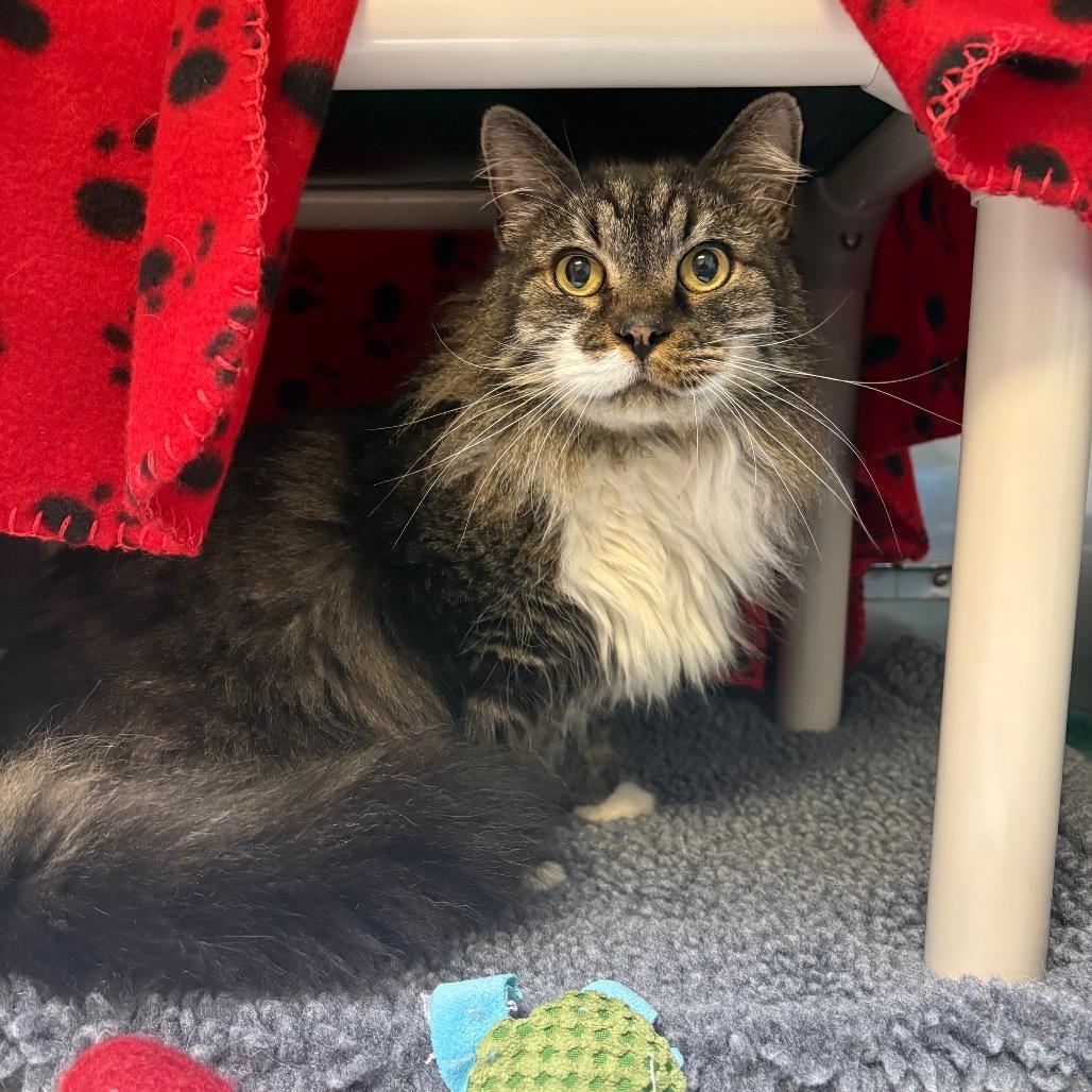 Fluffy - Foster to Adopt photo