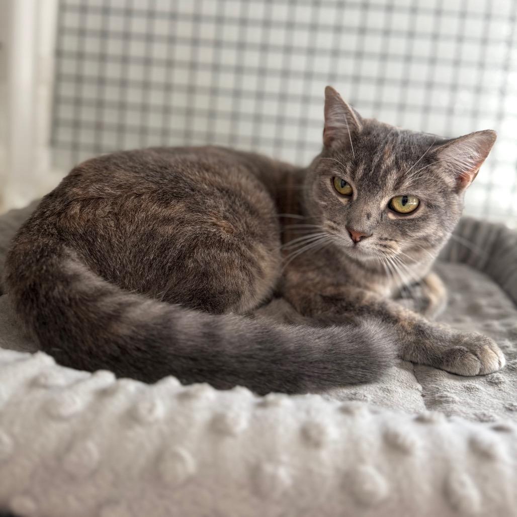 Enlarge Ella, a Adoptable Domestic Short Hair in Cedaredge, CO image 1/6