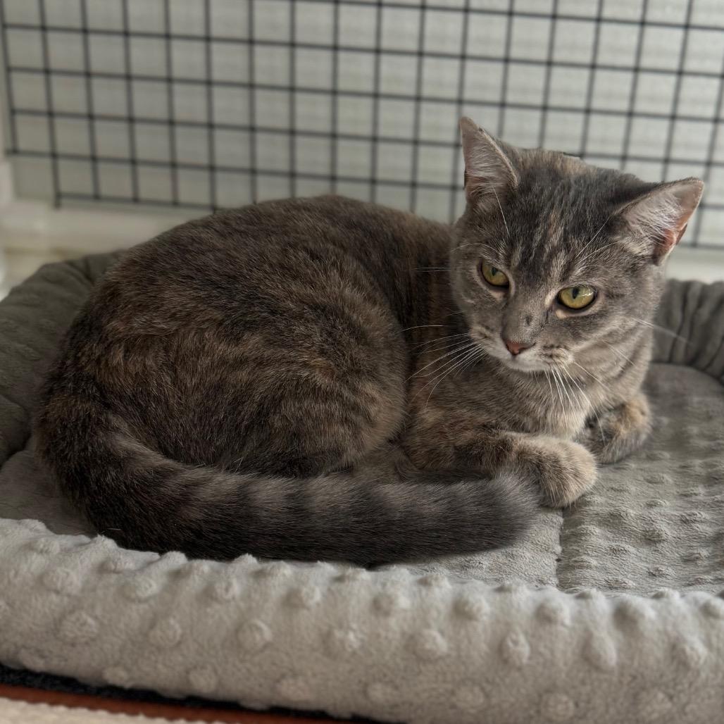 Enlarge Ella, a Adoptable Domestic Short Hair in Cedaredge, CO image 2/6
